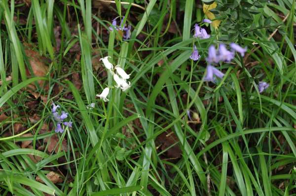 fleurs bleues